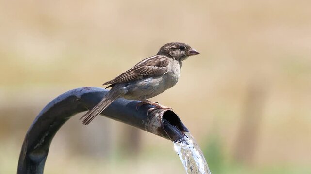 Female house sparrow drinking fresh water from a spring fountain