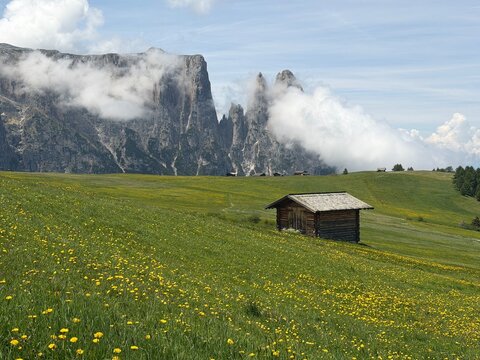 Sciliar massif with Santner and Euringer peaks rising through clouds above a wooden cabin and wildflower meadows at Alpe di Siusi, Dolomites, Italy. Slow rural travel