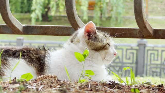A gentle tabby cat rests quietly on the ground behind a metal fence. It looks forward with a weary but calm expression. The serene park setting evokes a lonely feeling.