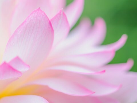 水辺の花」の写真素材 | 29,147件の無料イラスト画像 | Adobe Stock