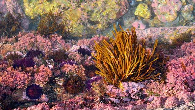 Sea urchins and various types of seaweed: an illustration of the immense marine biodiversity found in the shallow waters of the Atlantic Ocean.