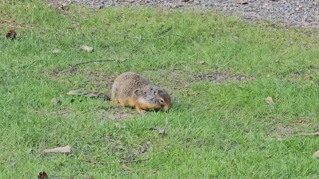 Richardson's ground squirrel eating grass in the wild, close-up shot.