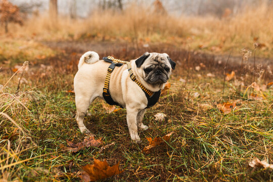 Cute fawn pug in a harness standing in dry autumn grass field.