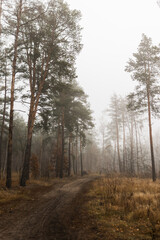 Fototapeta premium Mysterious dirt road winding through a foggy autumn pine forest.
