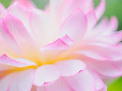 水辺の花 画 水辺の花」の写真素材 | 29,147件の無料イラスト画像 | Adobe Stock