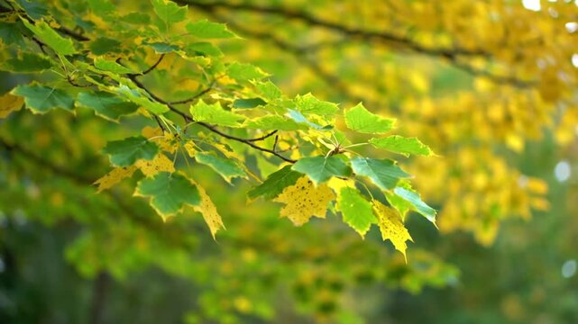 Vibrant yellow and green autumn maple leaves on branch.