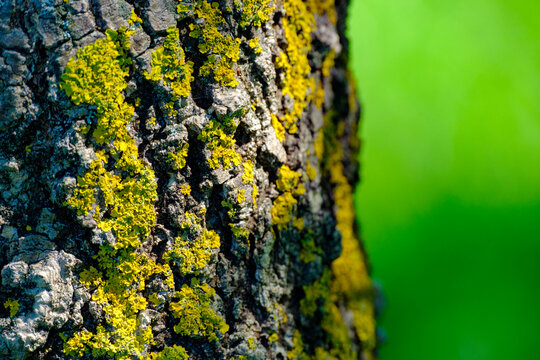 Highly textured rough brown tree bark partially covered with bright yellow and green crusty lichen spreading naturally over the wooden surface against a blurred green backdrop.