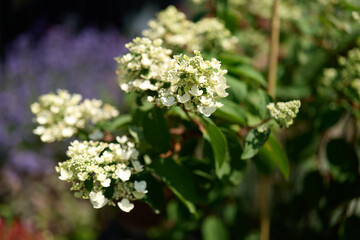 Fototapeta premium Flowers bloom in a garden with green leaves and a soft blue background during a sunny day in spring