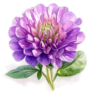 watercolor draw of Gomphrena Flower, isolated on a white background.