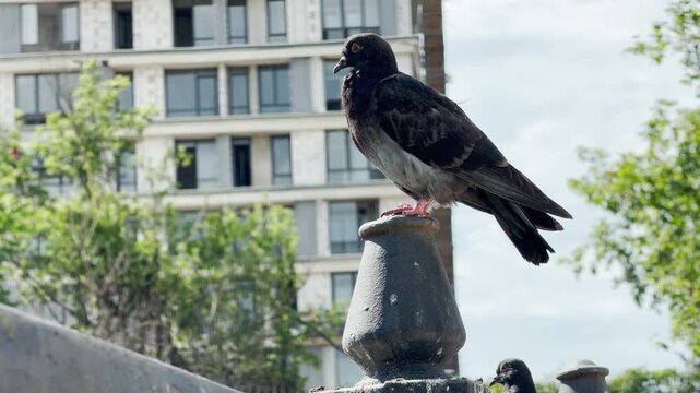 A pigeon sits calmly on a stone post in front of a modern building. Its presence creates a peaceful and quiet atmosphere in the busy urban setting.