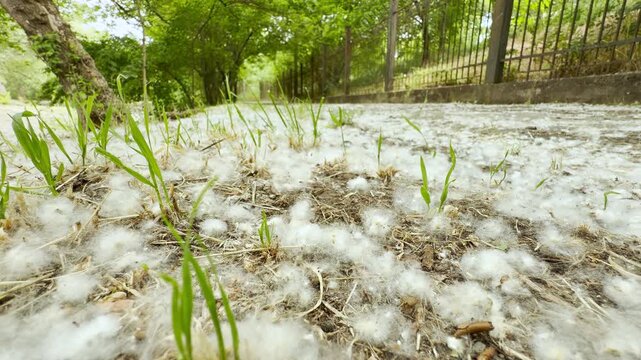 White poplar fluff covers the grass in a park, creating a soft, snowy look on a warm summer day. It feels peaceful and magical to walk through this light, seasonal layer.