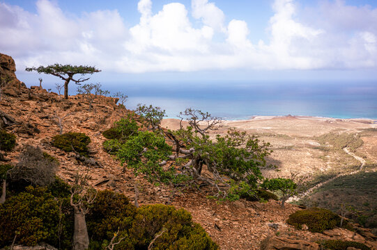 Aerial view of the rocky landscape and dragon blood trees near the Homhill infinity pool in Siqirah, Socotra, Yemen.