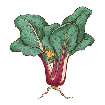 Rhubarb plant with leaves and flower illustration