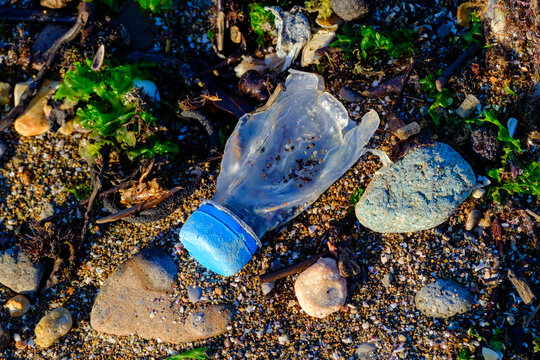 A discarded clear plastic water bottle lying as garbage on a rocky and sandy shore among green seaweed highlighting the serious global issue of marine plastic pollution.