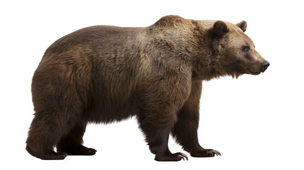 Large brown grizzly bear standing, isolated on transparent background © VSTOCK