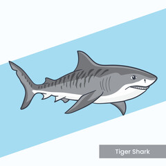 Naklejka premium Detailed vector illustration of a tiger shark with distinctive vertical stripes. Ideal for marine biology education, aquarium posters, and ocean predator themes.