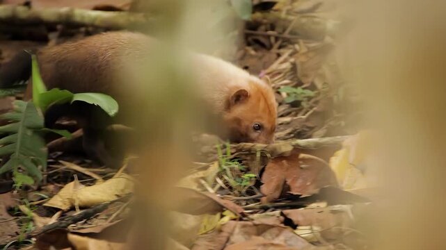 Three bush dogs forage through dense forest floor covered in fallen leaves