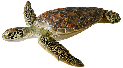 Green sea turtle with patterned shell, isolated on transparent background © VSTOCK