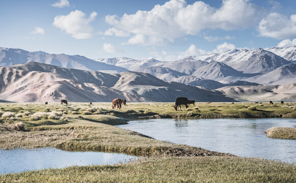 Livestock grazing in a grassy mountain valley at sunset, set against a snow-capped mountain range with glaciers; cows in a pasture in the Pamir Mountains