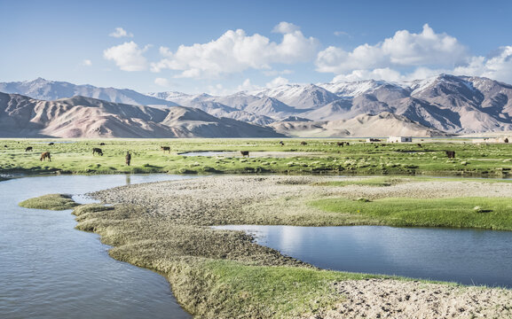 Livestock grazing in a grassy mountain valley at sunset, set against a snow-capped mountain range with glaciers; cows in a pasture in the Pamir Mountains