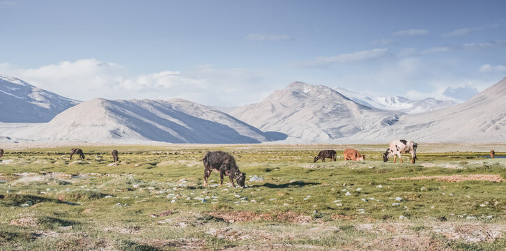 Livestock grazing in a grassy mountain valley at sunset, set against a snow-capped mountain range with glaciers; cows in a pasture in the Pamir Mountains