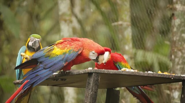 Vibrant macaws flock together to share a meal on a wooden platform in the jungle