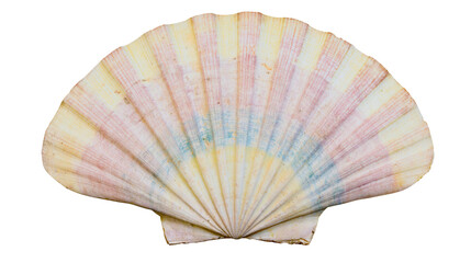 Delicate fan-shaped scallop seashell with pastel pink and blue stripes, isolated on transparent background © VSTOCK