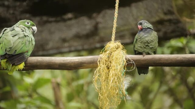 Two parrots perched on a wooden branch with a frayed rope and yellow material