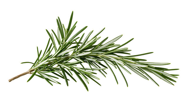 Fresh green rosemary sprig with needle-like leaves, isolated on transparent background