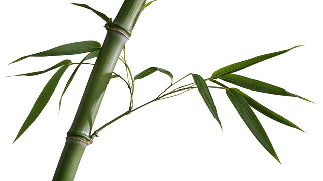 Green bamboo stalk with long slender leaves, isolated on transparent background