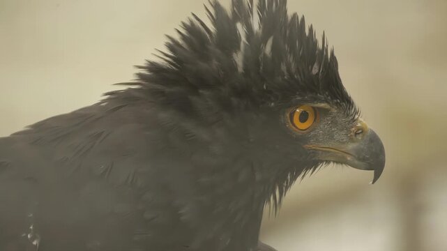 Close-up of a majestic black eagle with striking orange eyes and patterned feathers