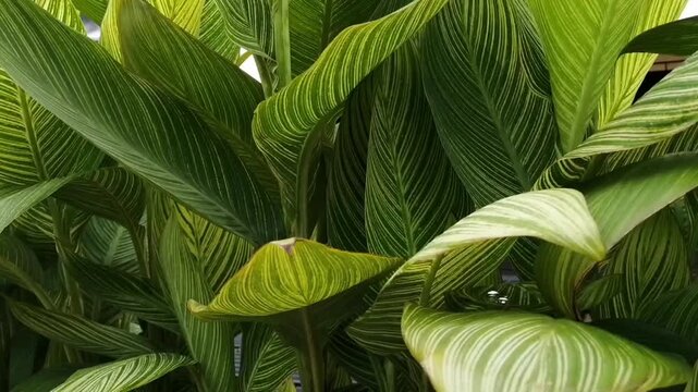 Canna lily leaves
