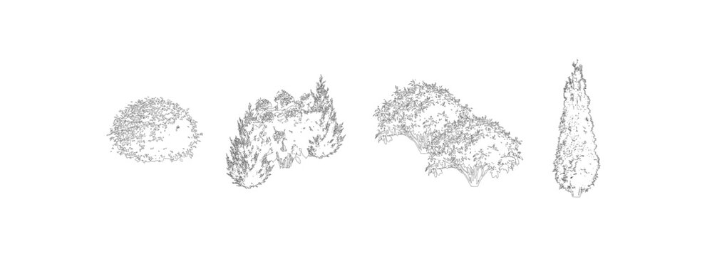 CAD shrub elevation line drawing set, front view garden bushes hedge and conifer plant symbols for architecture landscape design vector illustration