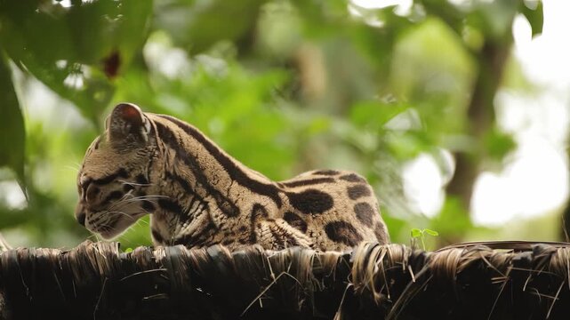 Ocelot kitten peeking over a thatched roof in lush green jungle foliage