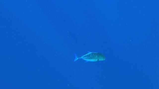 tuna swims in the blue sea