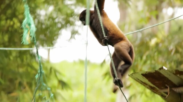 Monkeys swinging on ropes and nets in a lush green forest environment
