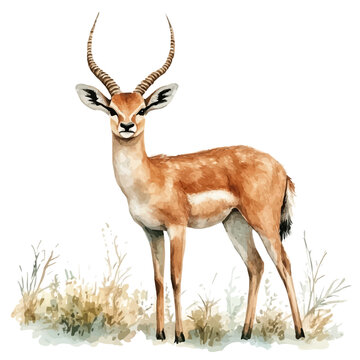 watercolor of Antelope, vector clipart, isolated on a white background.