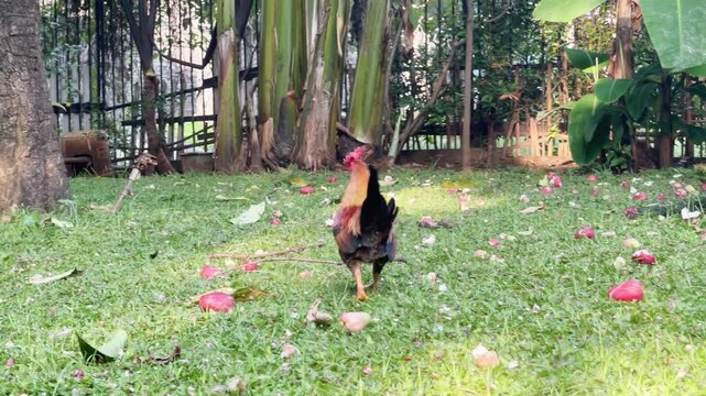 red junglefowl crowing and walking awal in the garden, rooster walking passing the fallen guava on the grass