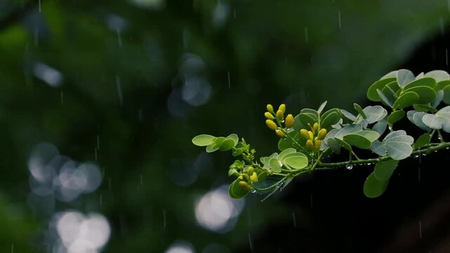 Small yellow flower buds on a leafy tree branch during a gentle rainfall