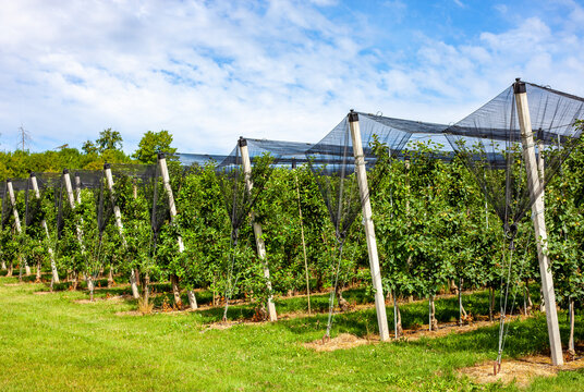 Modern apple orchard protected by hail netting systems under a blue sky, advanced agricultural technologies for crop protection and sustainable fruit farming