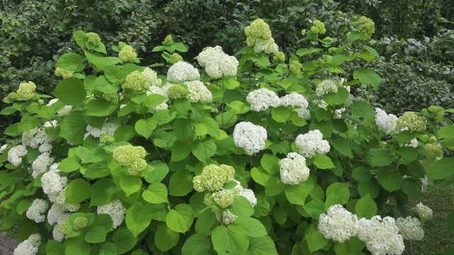 White hydrangea bushes in the park. The beauty of flowers. Landscape design in a city park.