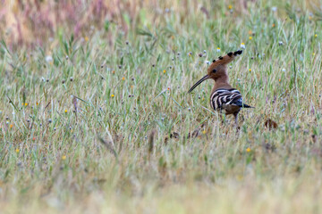 Hoopoe foraging in a meadow © fluffandshutter