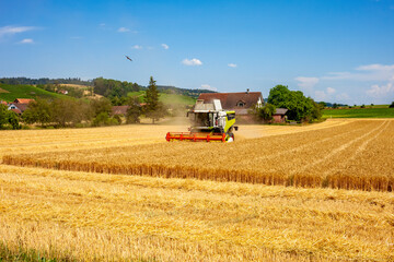 Obraz premium Modern combine harvester working in a golden wheat field harvesting ripe cereal crop on a sunny day, advanced agricultural machinery and food production concept
