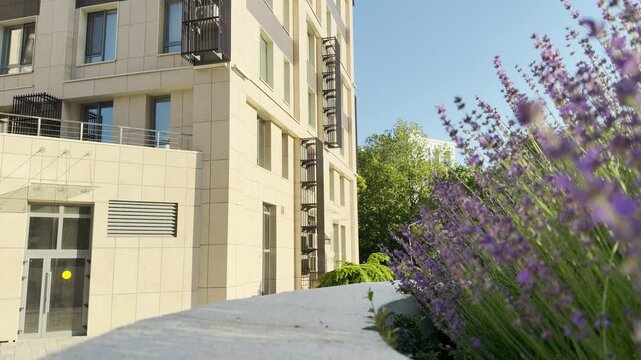 A modern apartment building stands beside blooming purple lavender in Simferopol, Crimea. The bright, sunny scene creates a peaceful and cheerful feeling on this beautiful morning.