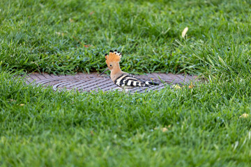 Hoopoe on the ground with raised crest © fluffandshutter