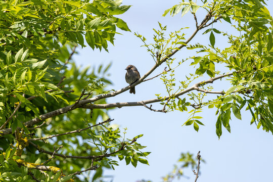 Dunnock perched in an ash tree