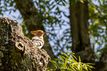 Hoopoe perched on a tree trunk © fluffandshutter