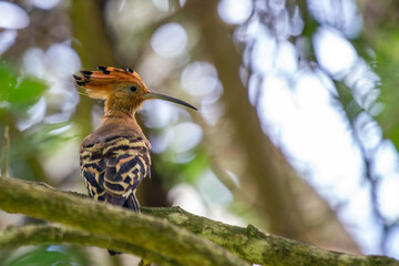 Hoopoe perched with crest raised © fluffandshutter