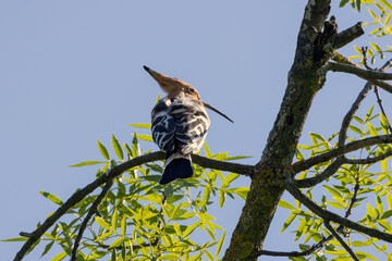 Hoopoe perched in a tree © fluffandshutter