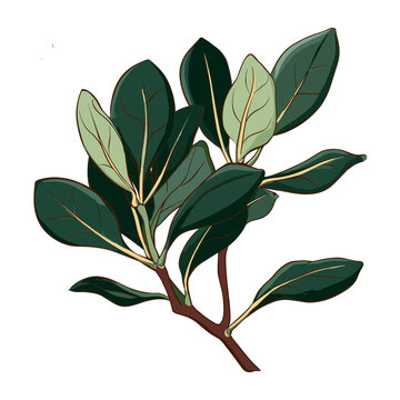 Rubber Plant Leaves Flat Vector Illustration